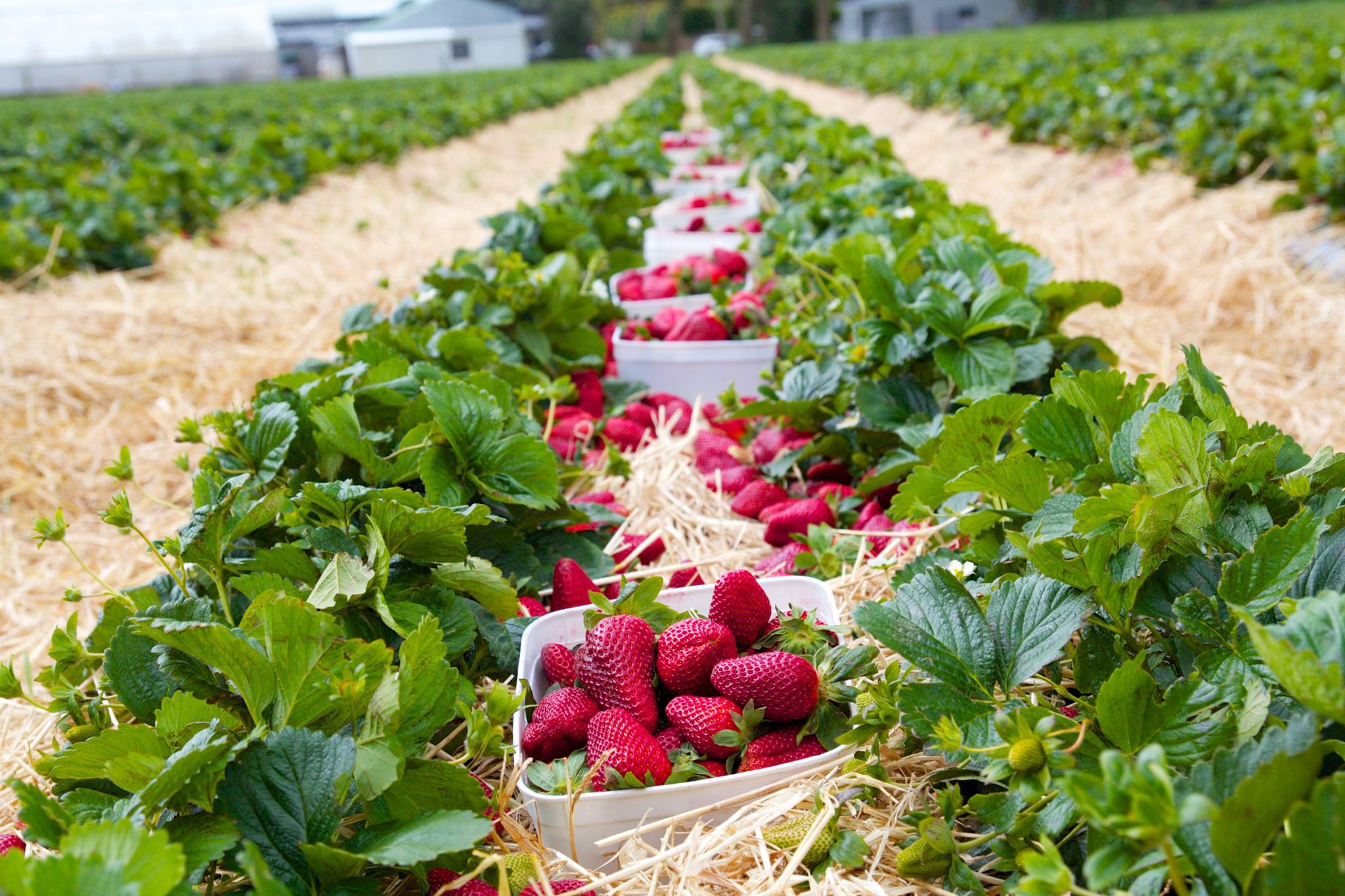 The Strawberry Farm The Strawberry Farm